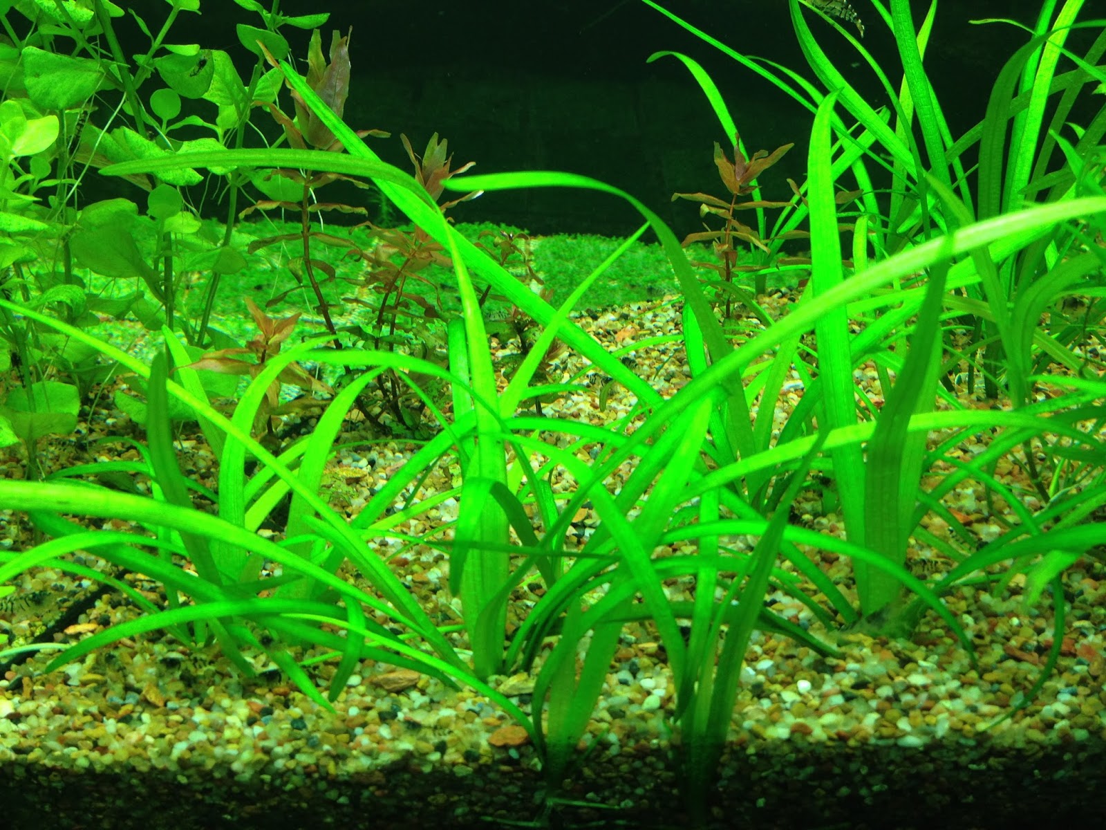 Cây cỏ thìa thích hợp cho bể thủy sinh lớn