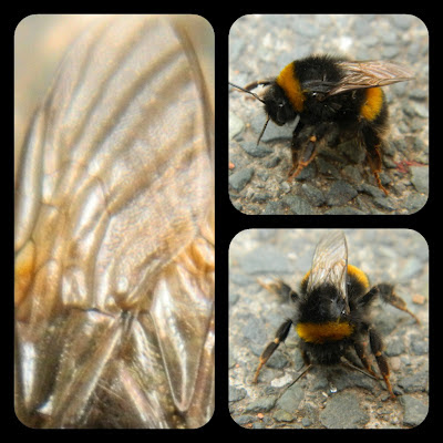 silent sunday, bumble bee, 