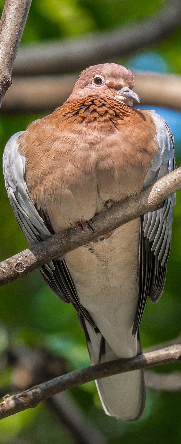 Picture of a dove up close.