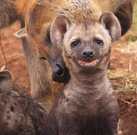 طريف: شاهدوا صور الحيوانات وهي تبتسم بطريقة مضحكة