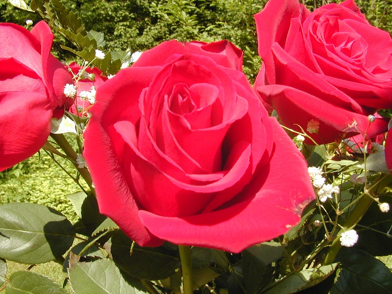 Tergokil Bunga Mawar Rose