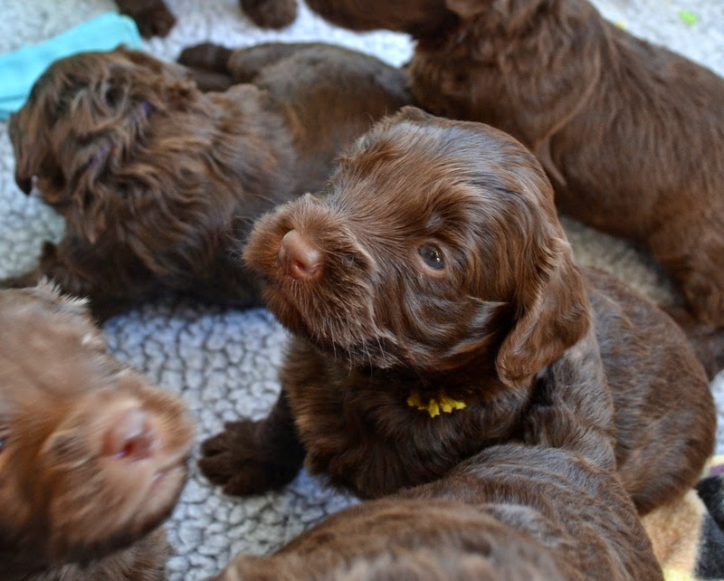 Golden Gate Labradoodles Authentic Australian Labradoodles Little Bites