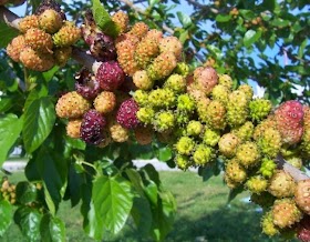 Bebesaran Atau Murbei Flora Identitas Provinsi Sumatera Barat