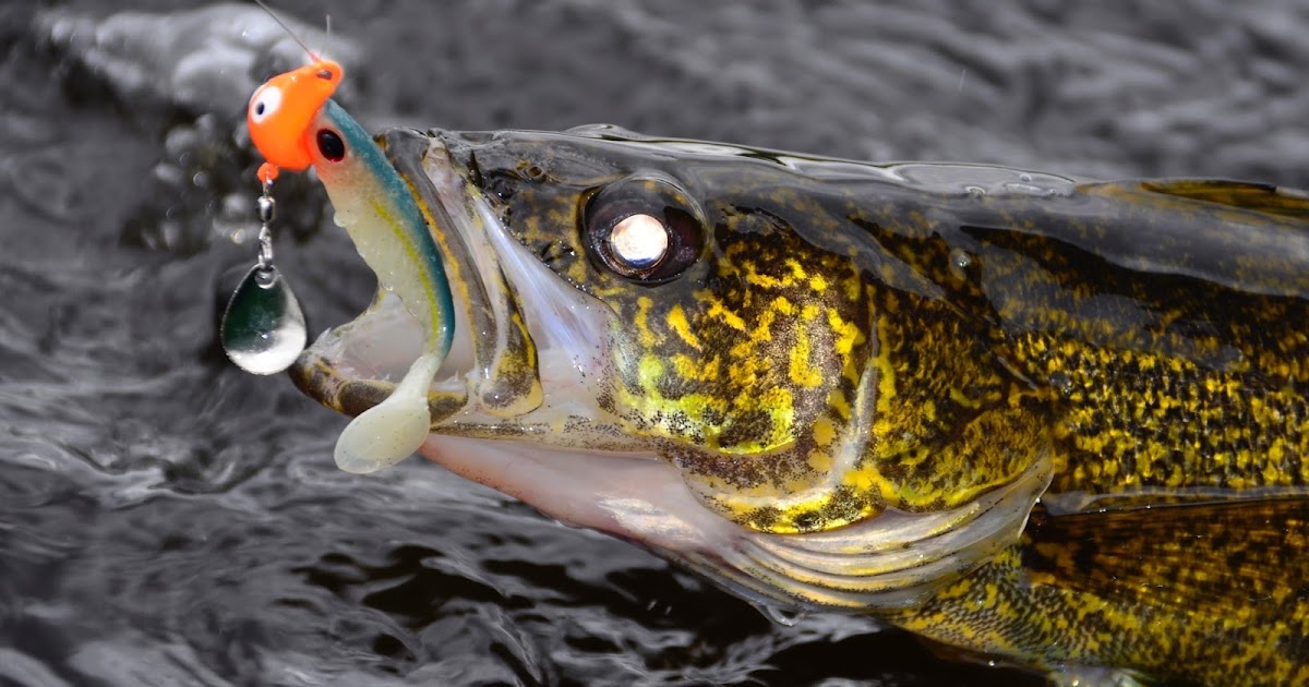 The 411 On Fishing To Sting Or Not - Stinger Hooks For Walleye
