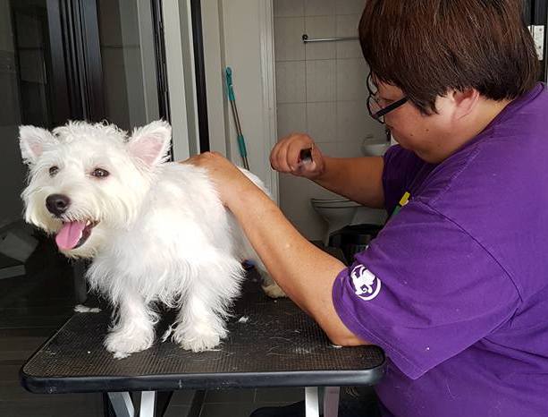 hand stripping a west highland terrier