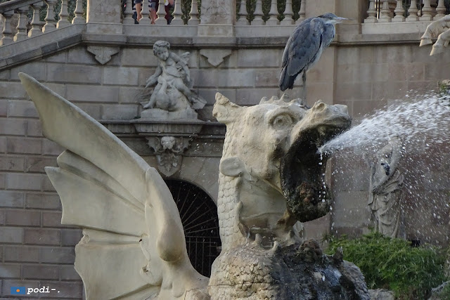 Gli airono vivono nello zoo di barcellona liberi