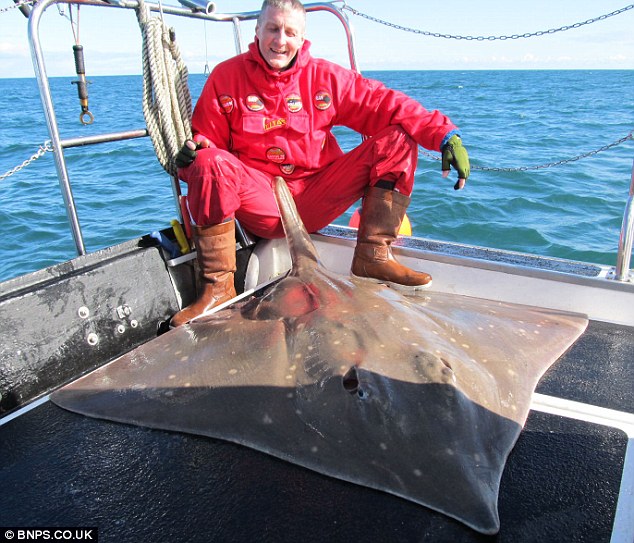 Say cheese! Giant skate fish smiles for the camera after pulling