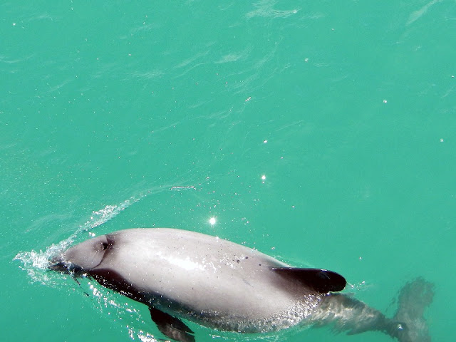 Hector delfin