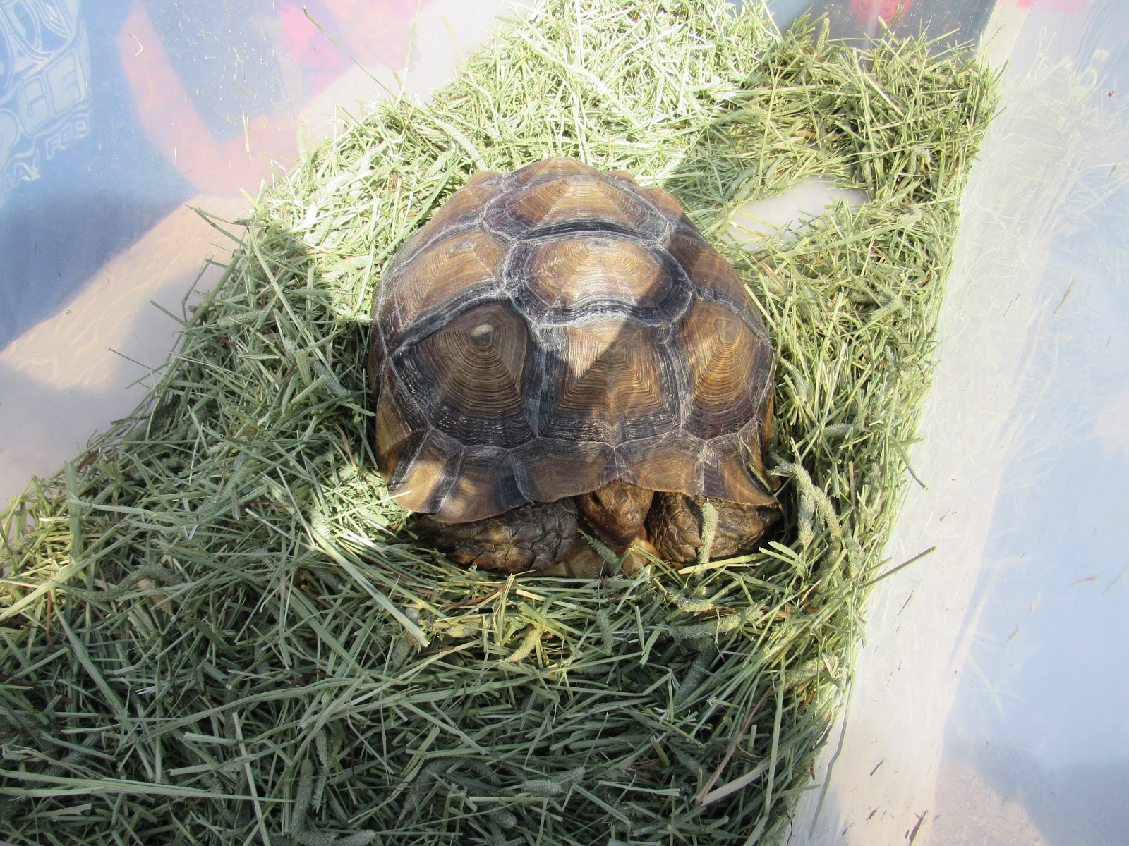 Lometa (TX) Diamondback Jubilee and Rattlesnake Round Up