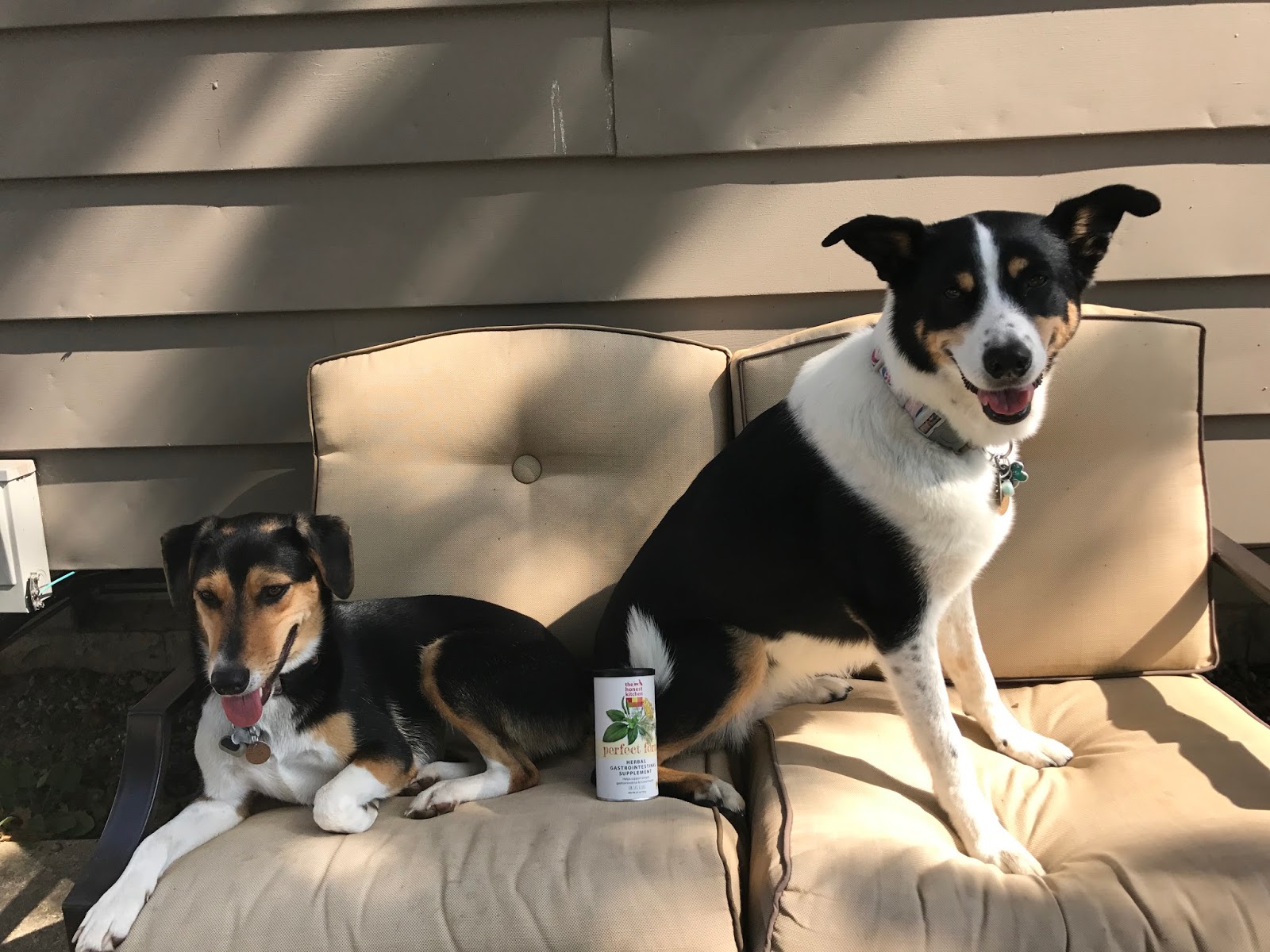 Travels With Barley The Quest For The Perfect Pup Perfect Form