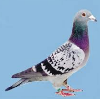 Gambar Burung Merpati Pos (Racing Pigeon) - Burung Pintar | Gambar Foto ...