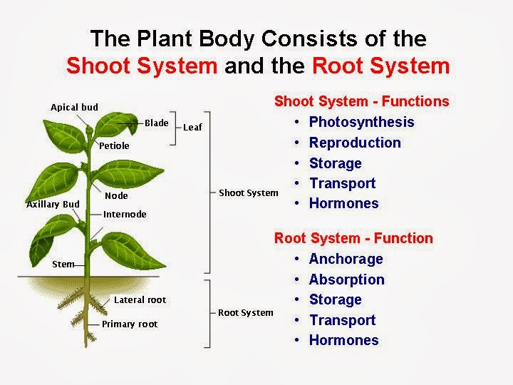 Adaptations That Increased The Surface Area Of Roots For Water And Nutrient Absorbtion 50