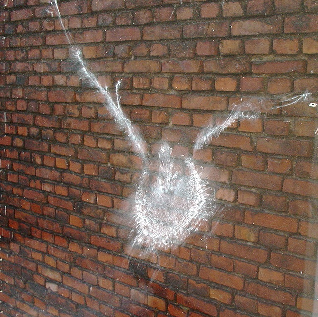 Flares into Darkness Impressions of birds on glass