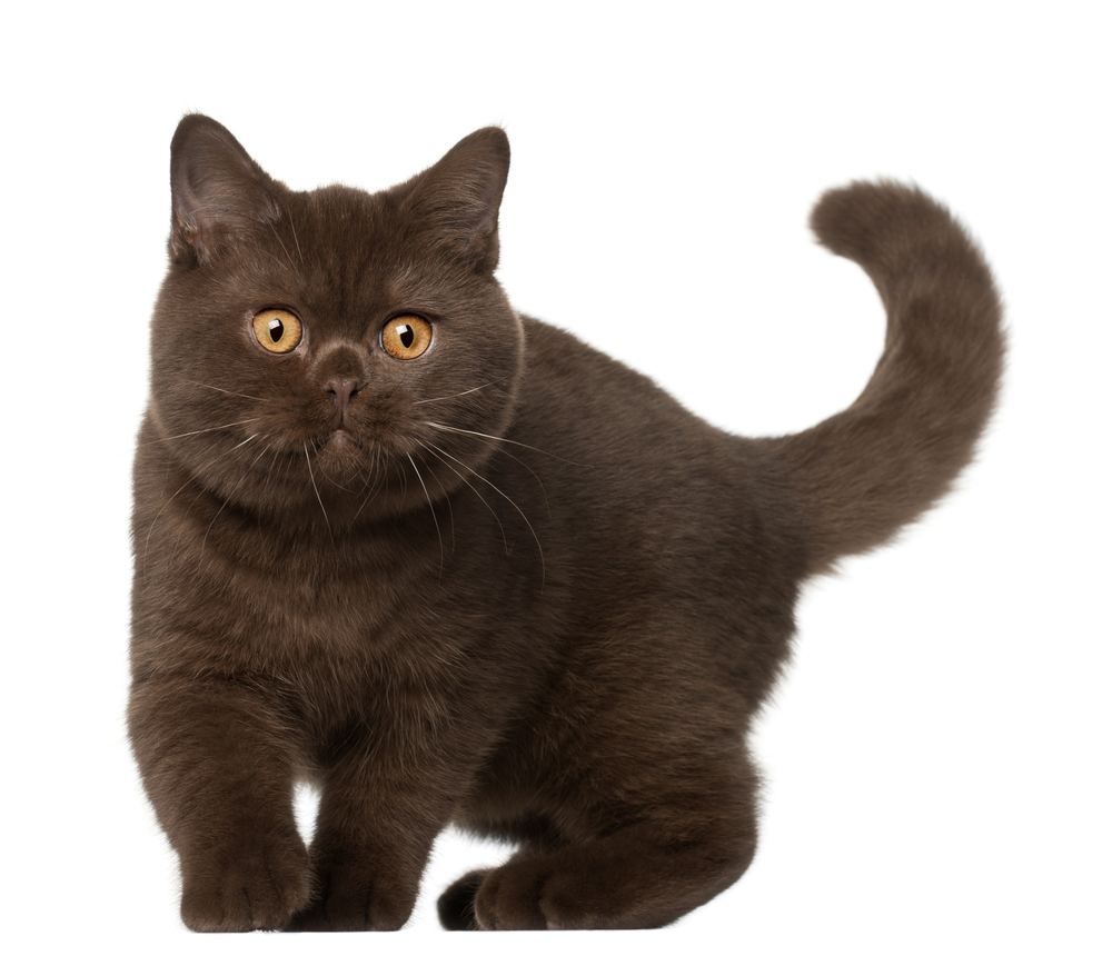 Everything about your British Shorthair Cat Love Cats