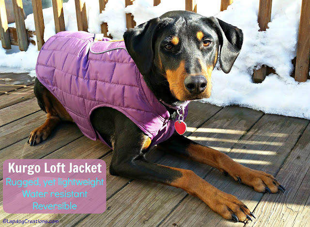 rescued doberman mix dog in Kurgo jacket