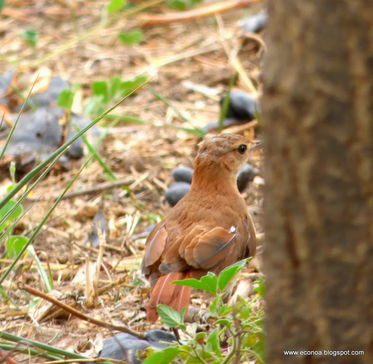 Aves del NOA y algo mas..: EL HORNERO, poema de Leopoldo Lugones