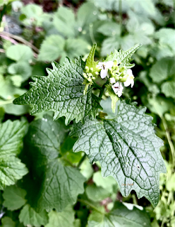 Knoblauchsrauke (Alliaria petiolata)