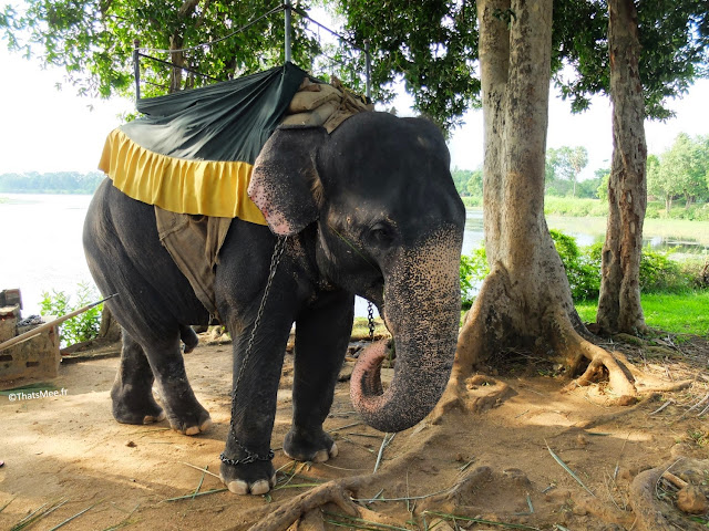 Balade à Dos d'éléphant à Anuradhapura Sri-Lanka