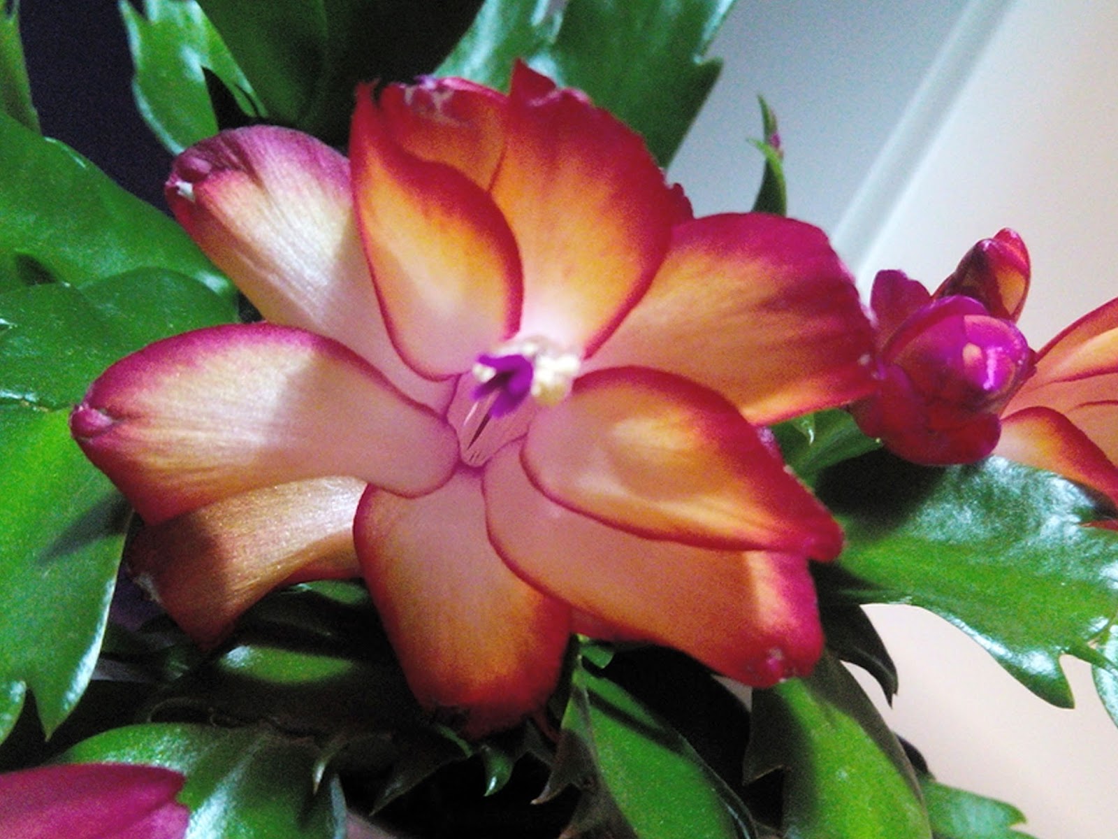 Le Jardin de Vérone ... Au bord de la Rivière : Cactus de ...