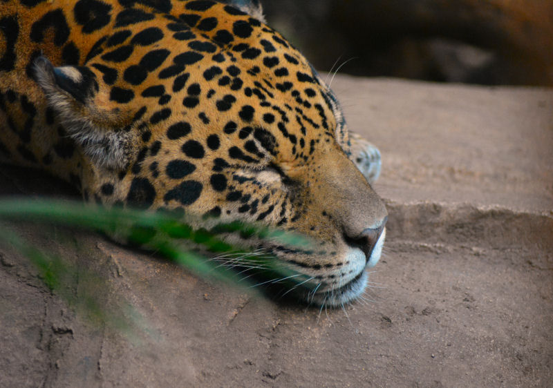 Chester Zoo Jaguar 