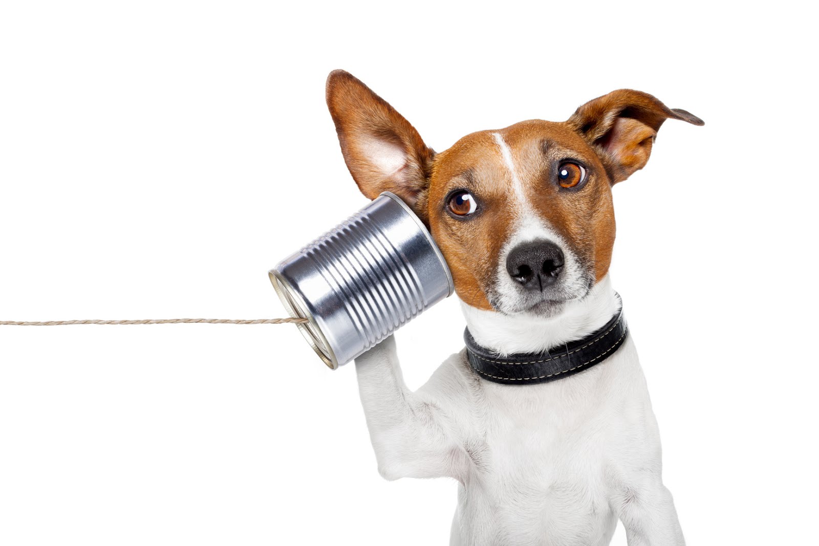 Animal Communication - The Basics