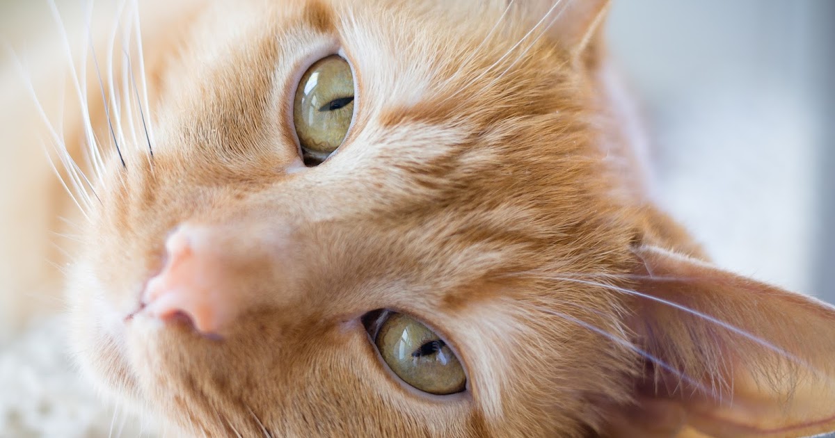 N is for Natural Balance Cat Food