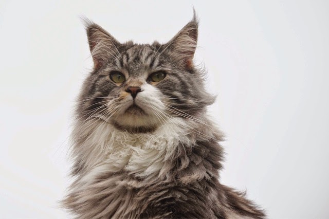 Should I Adopt A Cat With Fiv Should I Adopt A Cat With Fiv