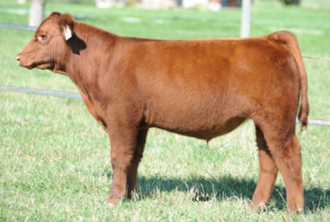 cattle calf mcfarland club cw bidding ends tonight sales tag lot