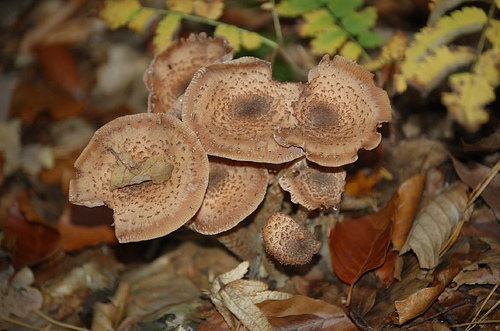 Apetyczna babeczka-anielska kuchnia: grzyby marynowane, prawdziwki w Gotowanie i nie tylko: Grzyby marynowane