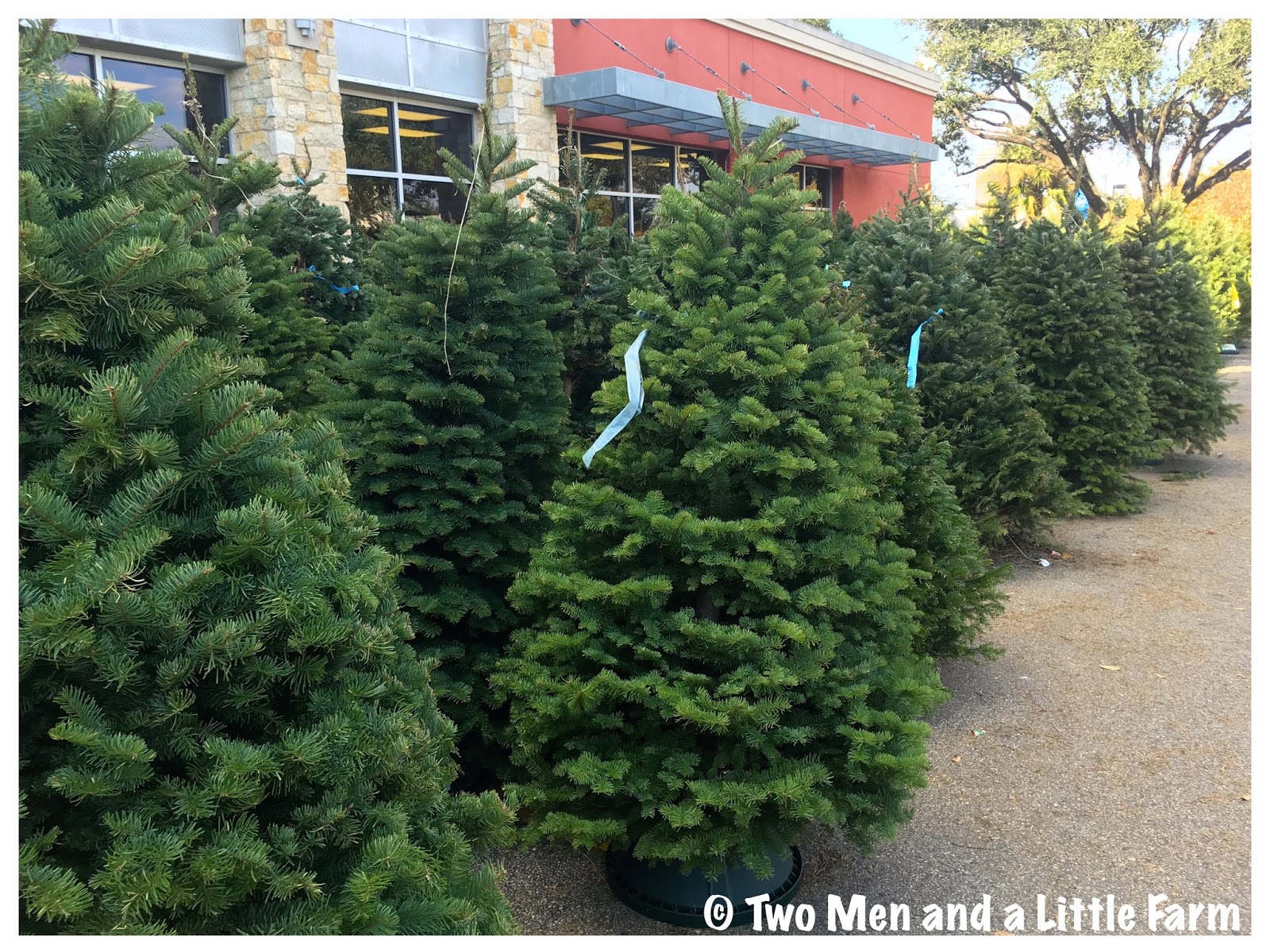 Two Men and a Little Farm GROWING CHRISTMAS TREES
