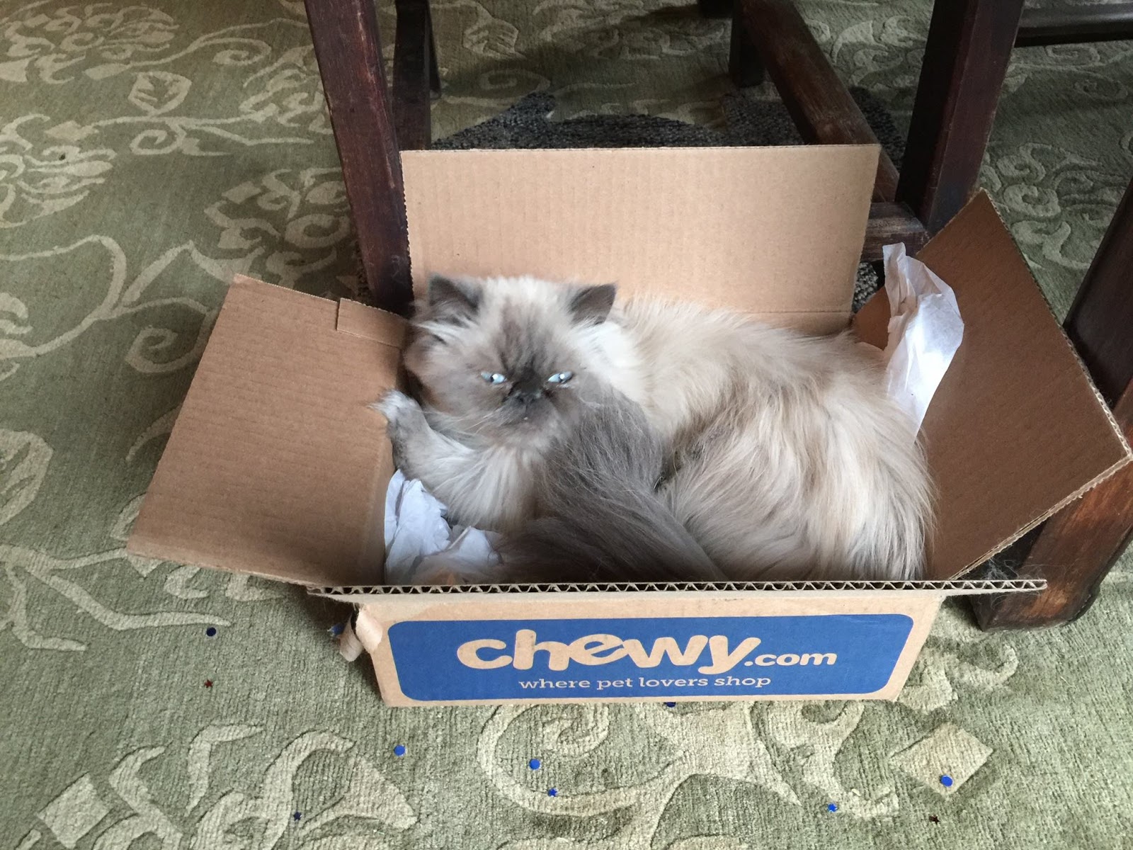 Cats Tales & Reviews Royal Canin Purrfect food for Himalayans!