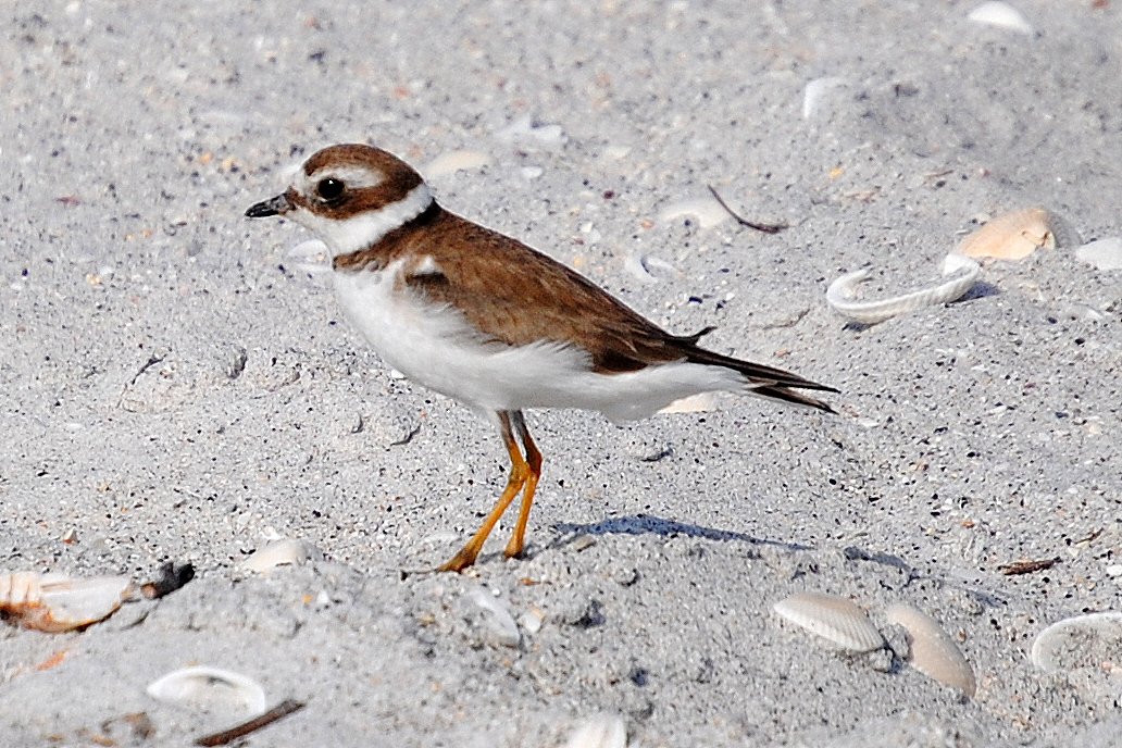 Field Notes and Photos Semipalmated Plover, North America's Chidori