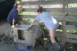 chicken pig waterer fly caution ahead graphic tip