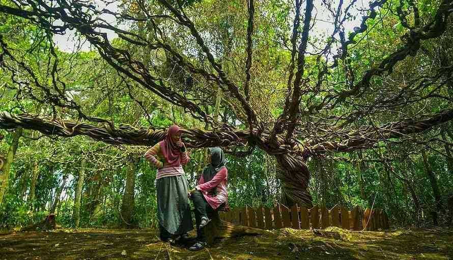 Pemandangan di sekitar Wisata Pohon Trinil Lamongan