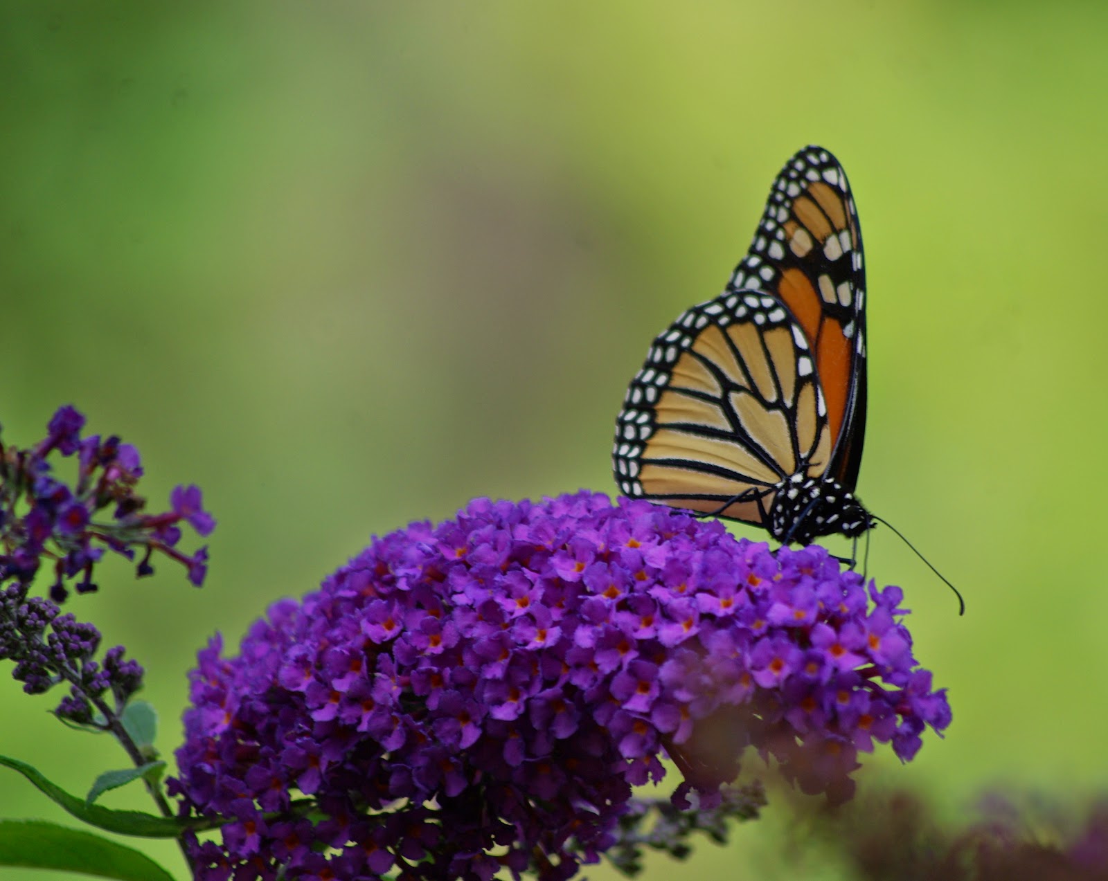 sweetbay: Monarch Butterflies