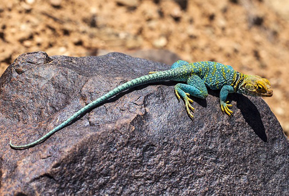 Sistem Pernafasan pada Hewan, Burung, Reptil, Amfibi, Ikan, Cacing