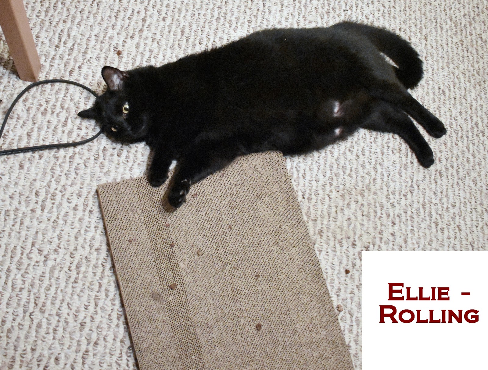 Do cats need human interaction or are they completely fine on their own