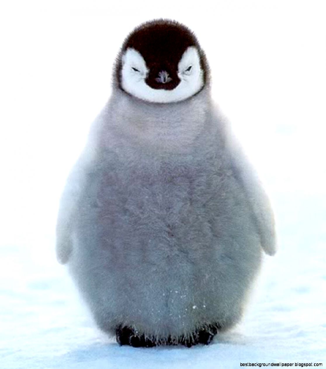1024x768px 932168 Baby Penguin 3758 KB  09082015  By Frozia
