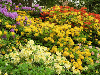 Vårblommning i parken.