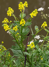 Winter-cress, Barbarea vulgaris.  Near Leigh, 19 May 2012.