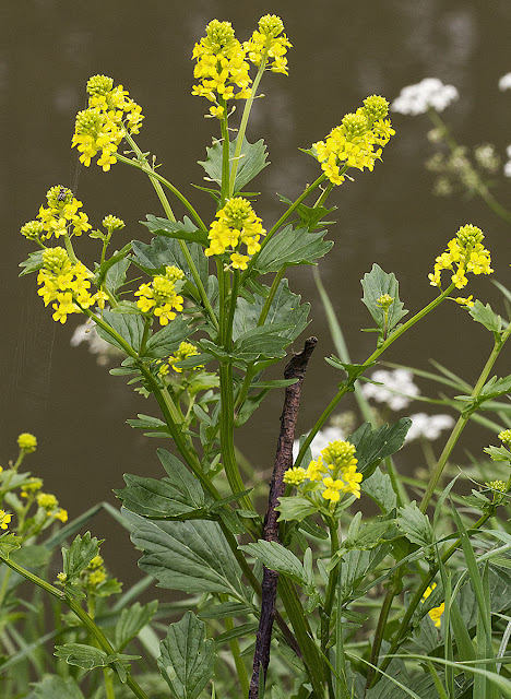 Winter-cress, Barbarea vulgaris.  Near Leigh, 19 May 2012.