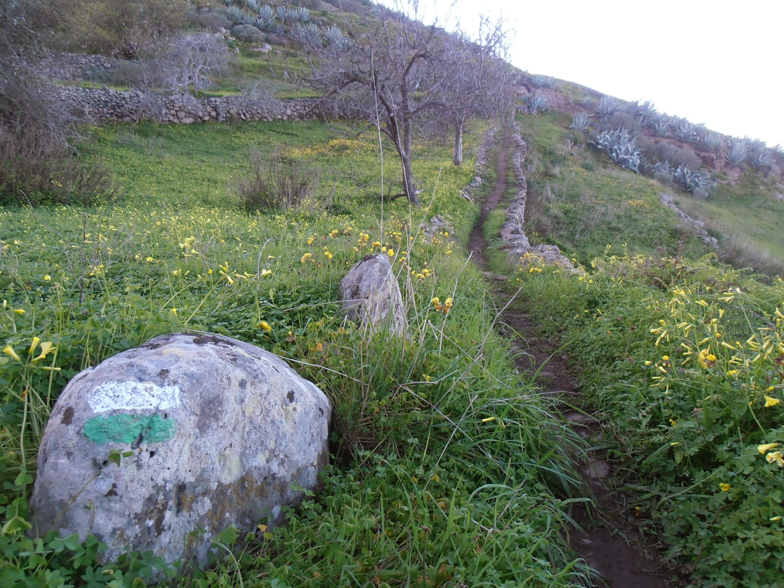 Camino con marcas de sendero local Camino con marcas de sendero local