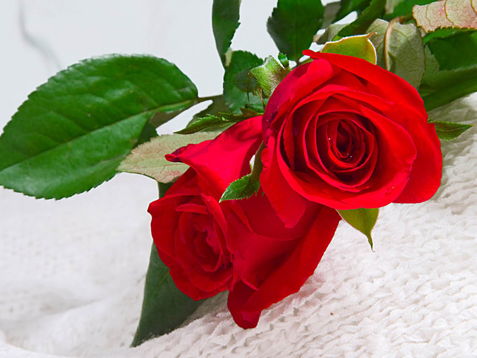 XS Wallpapers HD: Rose Wallpapers