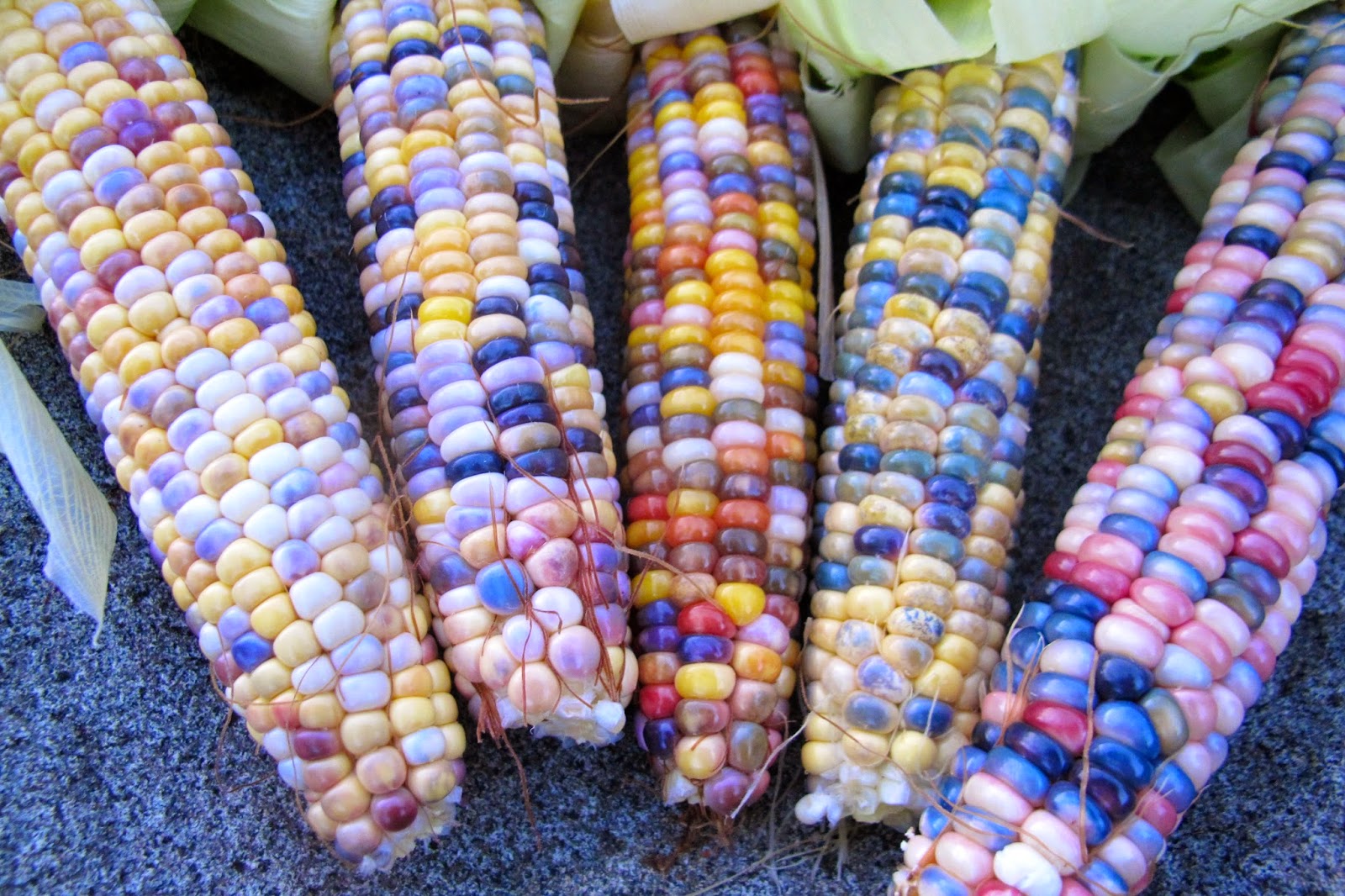 Glass Gem Corn