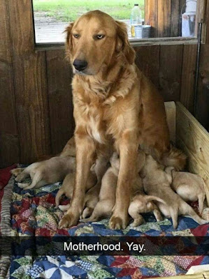 Dog Humor : Joys Of Motherhood 