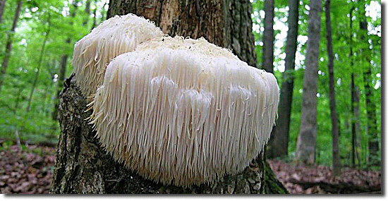 Cogumelo Barbudo - Erinaceus Hericium