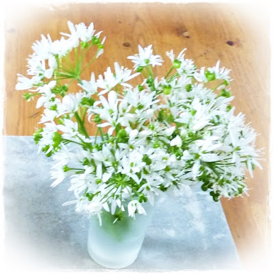wild garlic flowers