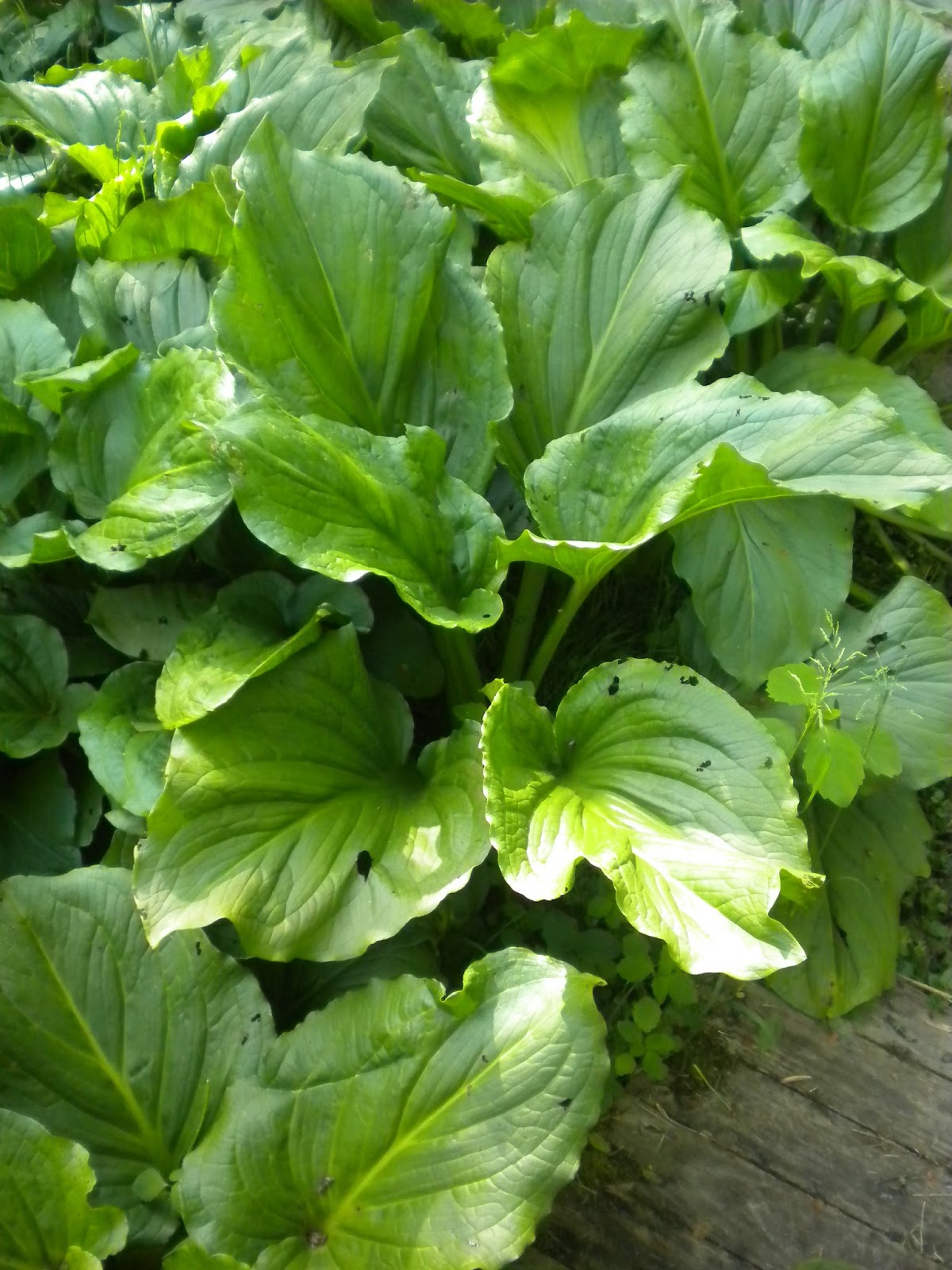 Rosemary's Sampler: Skunk Cabbage