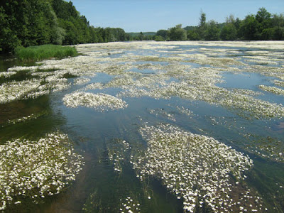 river dordogne at lalinde, reed beds in blossom