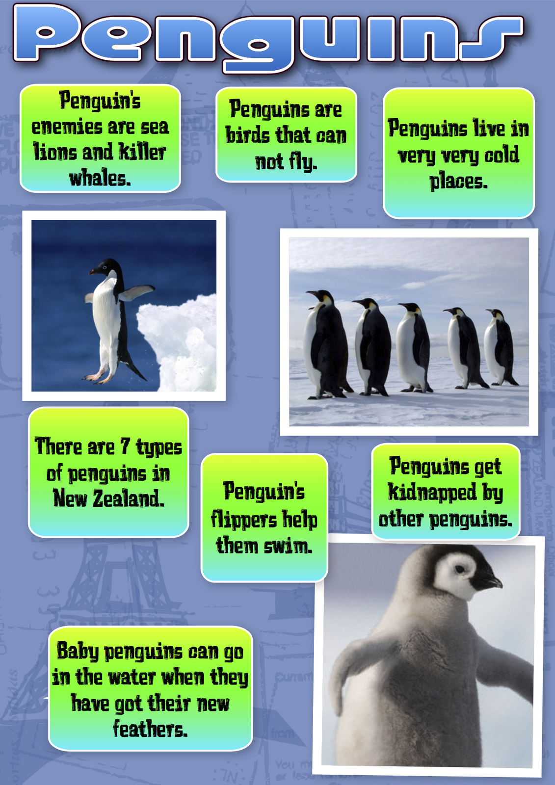 Пингвин с плакатом. Пингвин на немецком. Types of Penguins. Дерзкий Пингвин. Пингвин перевод